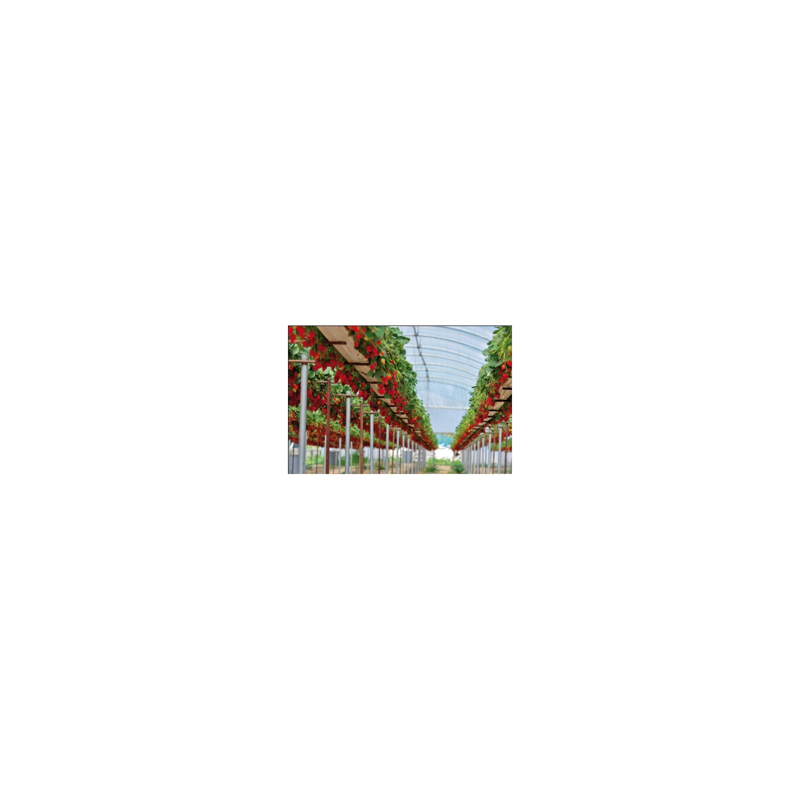 Schaduw- en zonwerend net, 70 % schaduw, GROEN, 1,5 m × 50 m