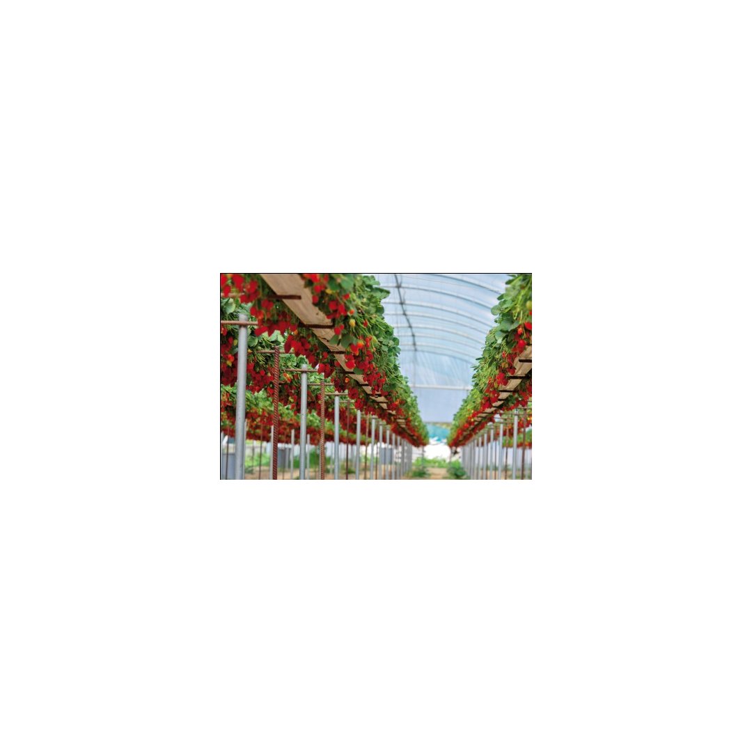 Minnirollen Schattierungs-, Sonnenschutznetz 70 % Schattierung 1,5x10 m WEISS