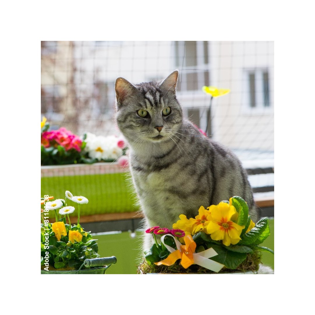 Filet de protection pour chats  Ø 0,4mm fil, # 20mm maille, noué