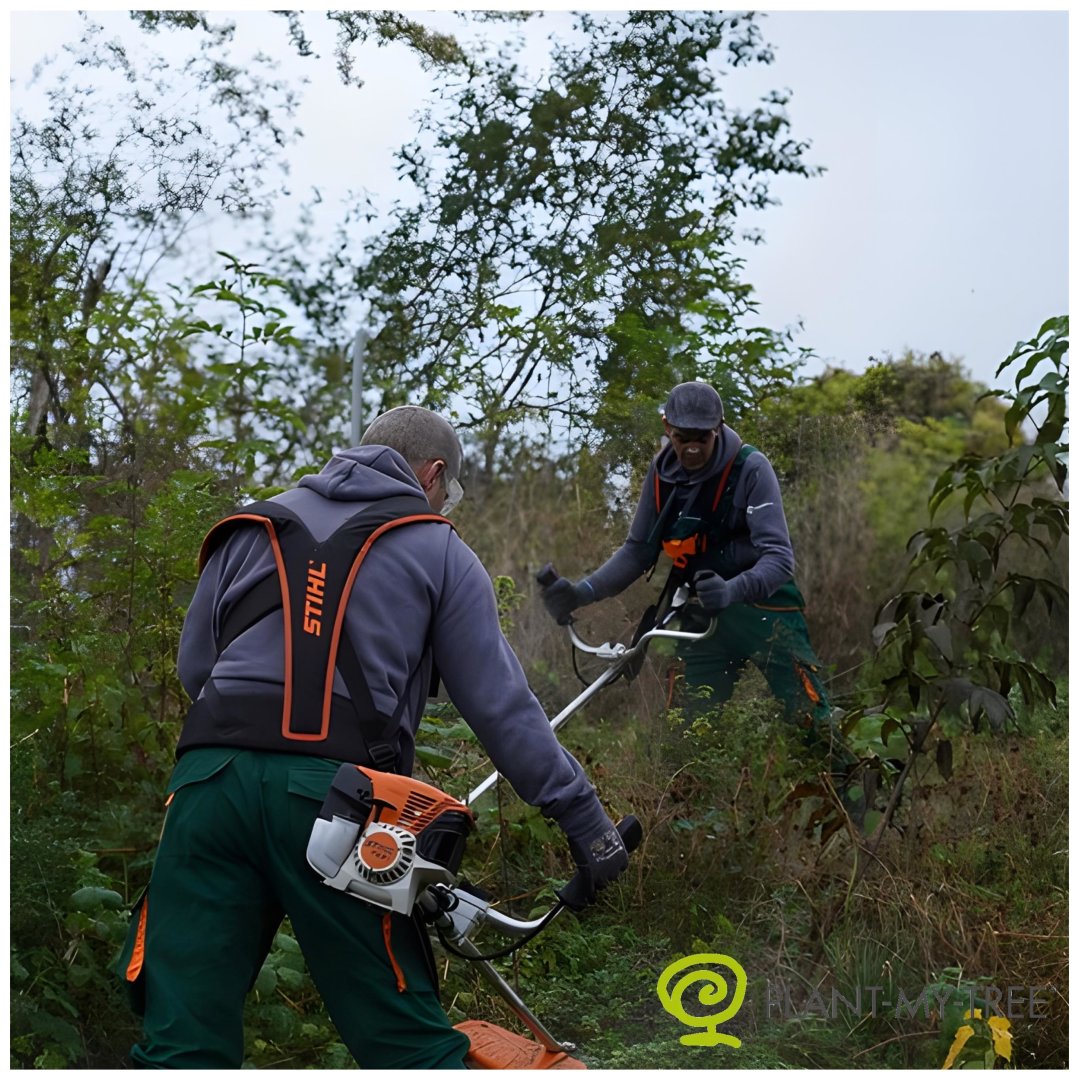 Klimaatbescherming - Plant een boom