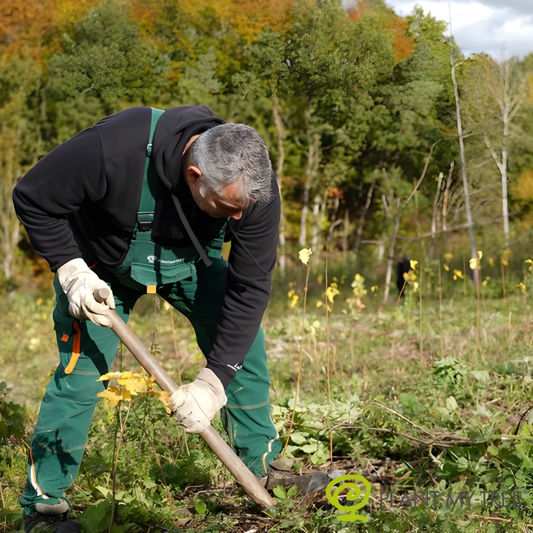 Climate action - plant a tree